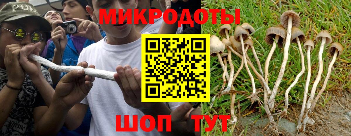 Галлюциногенные грибы Psilocybe Обнинск